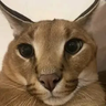 TerraMilk