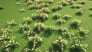 Common bent grass