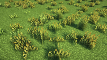 Red fescue