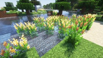 Reeds and Cattails