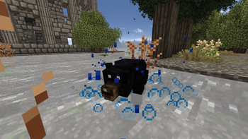 Black Bear