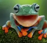 Toadally