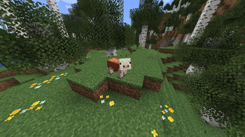 The Piebald Pig