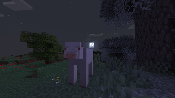 The Albino Cow