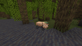 The Muddy Pig