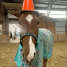 Modrinth profile picture for @horse