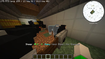 Sheep