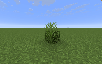 Visual of grass on the leaf