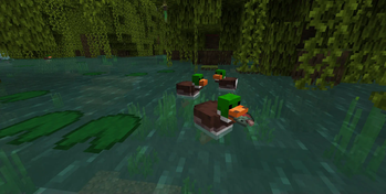 Ducks