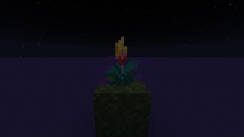 Vanilla Night