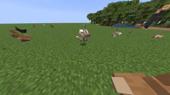 Bunny1