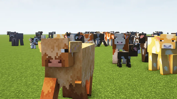 Cows!