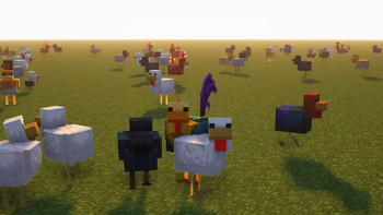 Chickens!