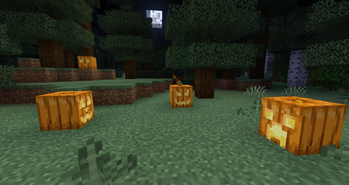 A patch of jack o'lanterns