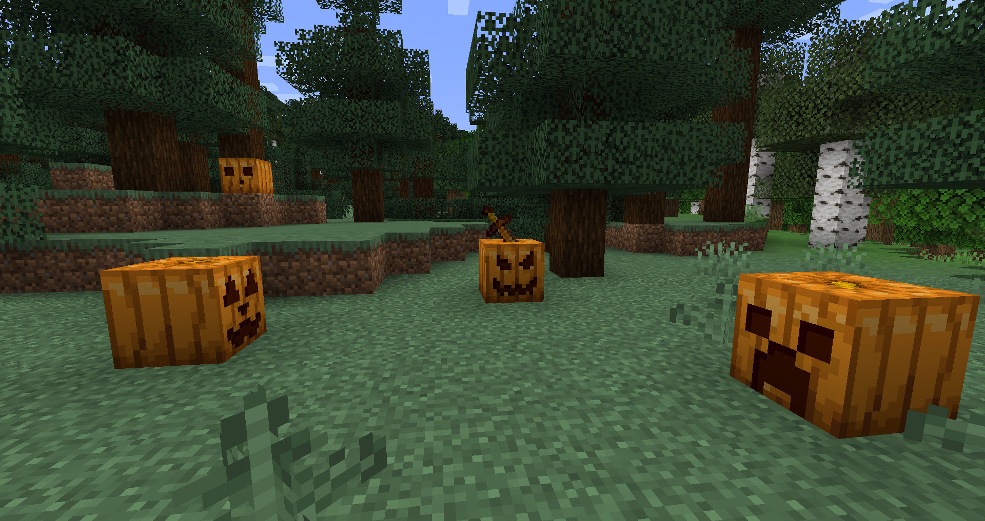 A patch of pumpkins