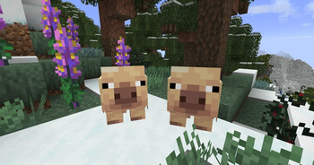 A Pair of Cold Pigs in a Snowy Pine Barren