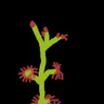 Drosera