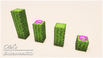 Random Cactus Have Flowers