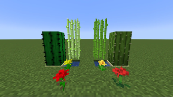 Beta foliage