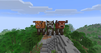 Cows