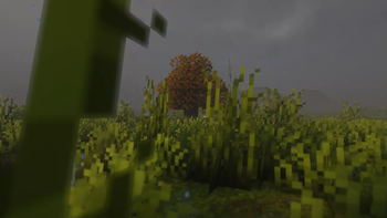 Rainy grass
