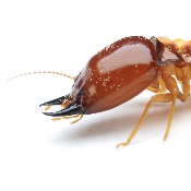 Termite Origin