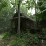 Background - Jungle