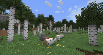 Birch Forest