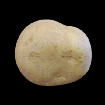 Good Luck Potato!