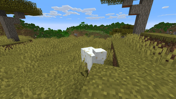Sand Sheep