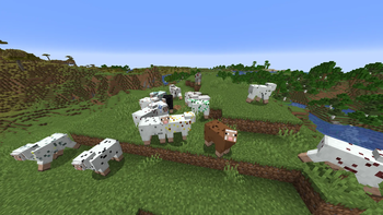 Some Sheep