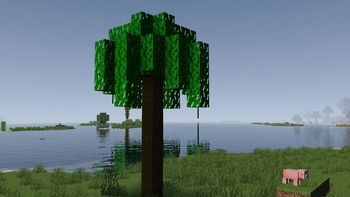 Date Palm Tree