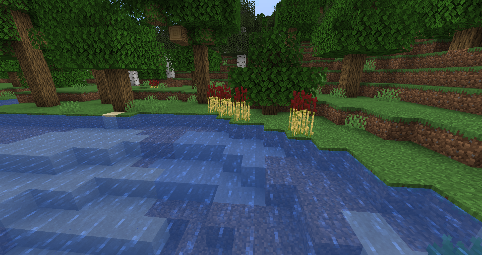 Phragmites