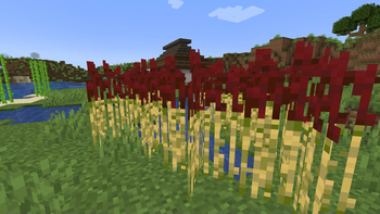 Очерет (Phragmites)