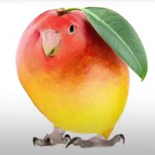 The Mango Bird