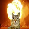 Icon for Silly Cats