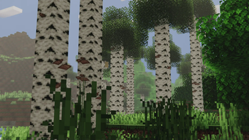 Birch Forest