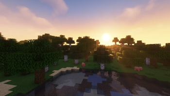 Shaders Support