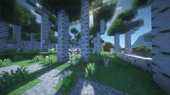 Tranquility in birch.