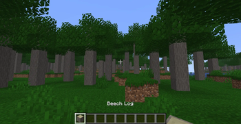 Beech Forest