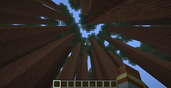 Redwood Forest