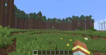 Redwood Forest Edge