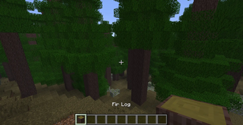 Fir Forest
