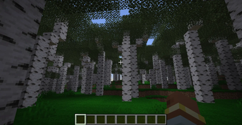 Leaning Birch Forest