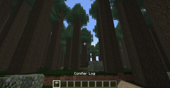 Conifer Forest