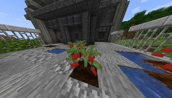 Tomato Plant