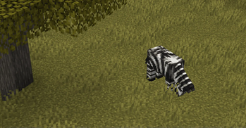 Zebra