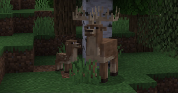 Deer