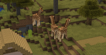 Giraffes