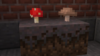 Mushrooms